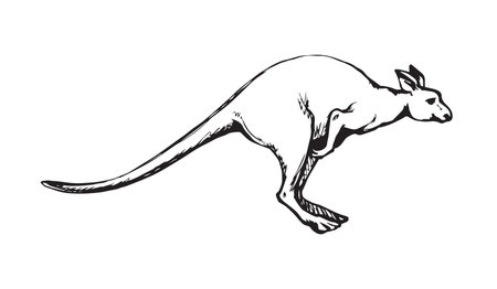 Furry female dog wallaroo run on white backdrop. Freehand linear black ink hand drawn picture  sketchy in art retro scribble style pen on paper. Closeup side view with space for text on skyのイラスト素材