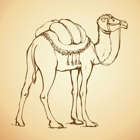 Camel is herbivorous enduring mammal with hump on its back with reserve of fat. Vector monochrome freehand ink drawn background sketchy in art scribble antiquity style pen on paper with space for textのイラスト素材