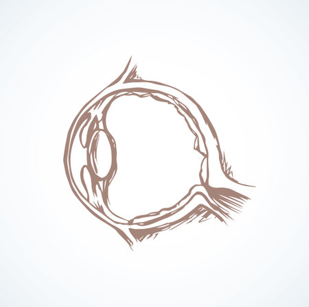 Healthy people visual system part sign isolated on white background. Linear black ink hand drawn picture logo sketch in doodle vintage engraving style pen on paper. View closeup with space for textのイラスト素材
