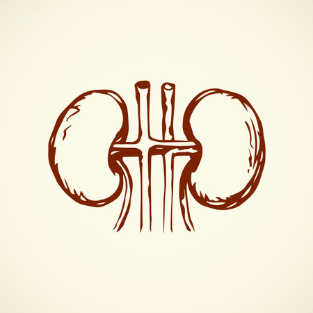 Kidney calyx capsule duct excretion in abdomen isolated on white backdrop. Freehand linear red ink hand drawn picture logo sketchy in doodle retro style pen on paper. Closeup view and space for textのイラスト素材