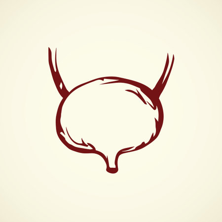Bladder capsule duct excretion in abdomen isolated on white background. Freehand linear red ink hand drawn picture logo sketchy in art doodle retro style pen on paper. Closeup view with space for textのイラスト素材
