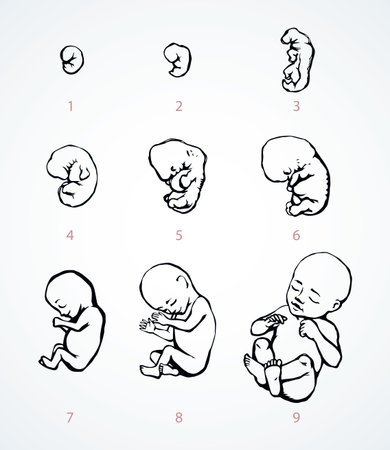 9 embryonic germ closeup age set on background. line black hand drawn inside zygote umbilic week trimester stage logo pictogram design sketch in vintage art cartoon style on text space. Close up viewのイラスト素材