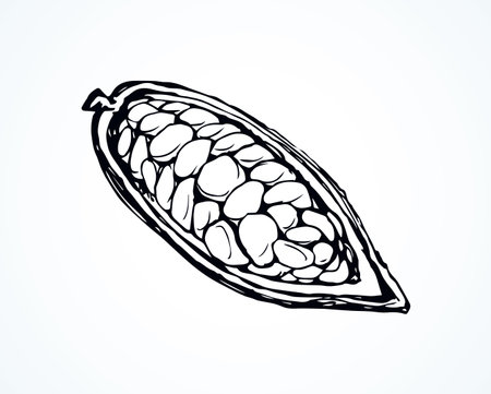 Big old dry theobroma set on white backdrop. Outline black ink hand drawn menu object logo pictogram emblem design sketchy in art antique doodle etched style pen on paper space for text. Closeup viewのイラスト素材