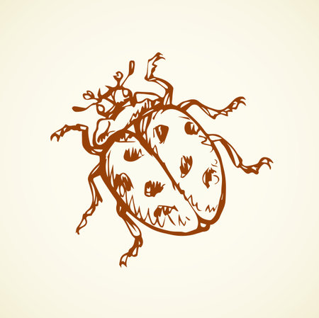 Big cute Coccinellidae on white backdrop. Freehand linear dark orange ink color hand drawn picture logo sketchy in art retro scribble style pen on paper. View closeup macro detail with space for textのイラスト素材