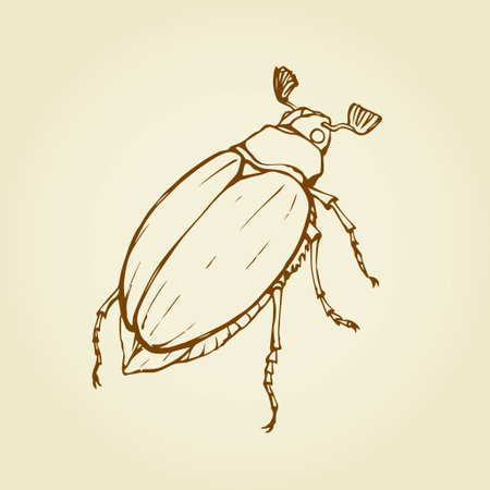Wild Scarabaeidae Rutelinae isolated on white backdrop. Outline ink hand drawn picture sketchy in scribble retro style pen on paper. Close-up top micro view with space for text on skyのイラスト素材