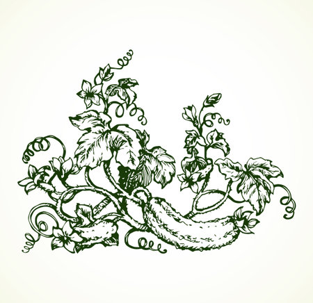 Creeping Cucurbitaceae fruitage, lush foliage, curled shoots. Freehand black ink hand drawn picture sketchy in retro art doodle etching style pen on paper. Closeup view with space for text on groundのイラスト素材