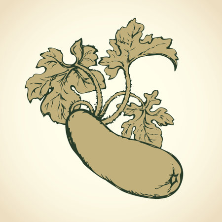 Ripe raw big zukini cucurbitaceae fruitful with green leaf isolated on white backdrop. Freehand outline ink hand drawn picture sketch in art doodle style pen on paper. Closeup view with space for textのイラスト素材