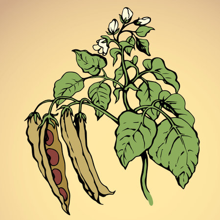 Ripe bio raw fresh long husk leguminosae fruitful stem isolated on blue background. Freehand bright color hand drawn picture sketchy in art cartoon style. Closeup view with space for text on skyのイラスト素材