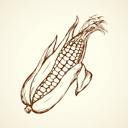 Small ripe raw maise on white backdrop. Fresh tasty diet produce. Freehand linear black ink hand drawn picture logo sketchy in art retro scribble style pen on paper with space for textのイラスト素材