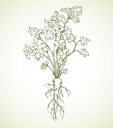 Ripe raw fresh juicy tasty coriandrum isolated on white backdrop. Freehand outline ink hand drawn object icon sketchy in vintage art doodle cartoon style pen on paper. Closeup view with space for textのイラスト素材