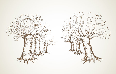 Big cut off deciduous oaktree isolated on white parkway backdrop. Freehand linear black ink hand drawn picture sketchy in art retro doodle graphic style pen on paper with space for text on light skyのイラスト素材