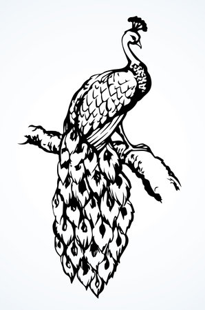 Romantic asian oiseaux pavo sit on branch. Freehand linear black ink hand drawn emblem sketchy in art scribble graphic retro style pen on paper. View closeup with space for text on light sky backdropのイラスト素材