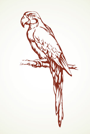Big cute old fun pretty smart popinjay stand on light space for text. Freehand outline black ink hand drawn emblem sketchy in retro art scribble comic engrave style pen on paper. Closeup side viewのイラスト素材
