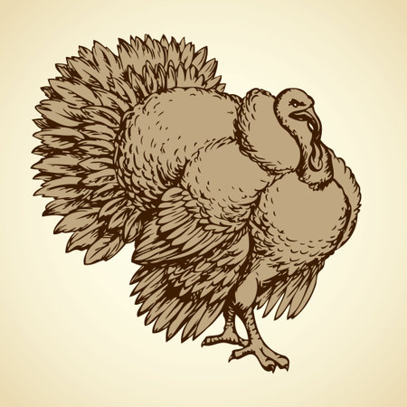 Large old fat turkeycock tom pet stand on run-yard isolated on white backdrop. Freehand outline ink hand drawn picture sketchy in art scribble retro style pen on paper. Closeup view and space for textのイラスト素材