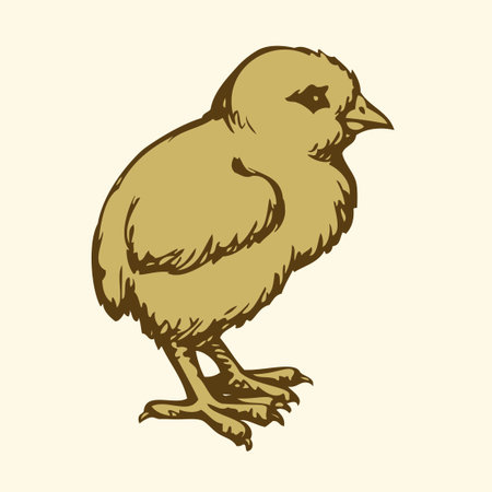 Happy funny young sweet poult fledgeling icon isolated on white backdrop. Freehand outline ink hand drawn symbol sign sketchy in art doodle retro style pen on paper. Closeup view with space for textのイラスト素材