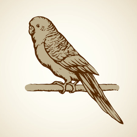 Little old cute home pretty smart popinjay in cage isolated on white. Freehand outline ink hand drawn symbol sketchy in art caricature style pen on paper. Closeup side view with space for text on skyのイラスト素材