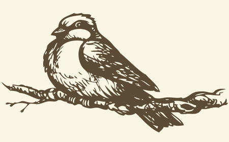Vector drawing of a series of monochrome sketches "Birds". The tits, chickadees, and titmice constitute Paridae, a large family of small passerine birds which occur in the northern hemisphereのイラスト素材