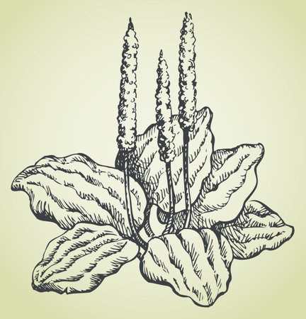 Goose-grass. Broadleaf or Greater plantain (Plantago major) leaves is used in tisane and other herbal remedies. Vector monochrome freehand drawn background sketching in style of antiquity pen on paper with space for text on white backgroundのイラスト素材