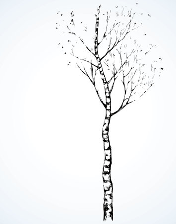 Tall Birchtree. Romantic outdoor wintertime scenery view and space for text on evening sky. Freehand linear dark ink hand drawn picture logo sketchy in artistic scribble retro draft style pen on paperのイラスト素材