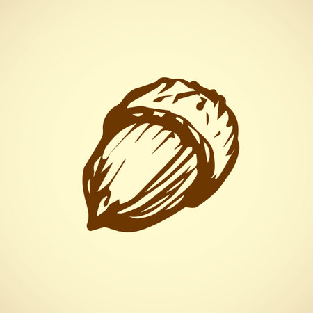 Big ripe raw fresh tasty robur Quercus pod isolated on white backdrop. Freehand outline ink hand drawn picture sketchy in art retro scribble style pen on paper. Closeup view with space for textのイラスト素材