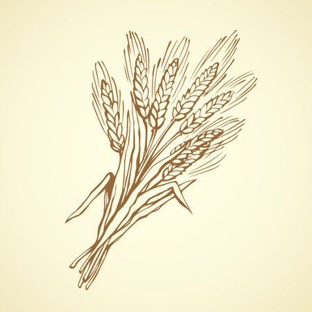 Whole healthy ripe dry caryopsis plant stalk bundle on white backdrop. Freehand outline golden ink hand drawn logo sketchy in art retro rural doodle cartoon graphic style pen on paper. Closeup viewのイラスト素材