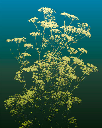 Vector drawing. Openwork silhouette of flowering umbels parsleyのイラスト素材