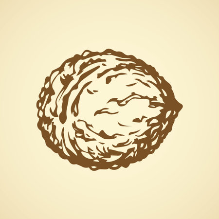 Small ripe raw fresh tasty Juglans pod isolated on white backdrop. Freehand outline ink hand drawn picture sign sketchy in art vintage scribble style pen on paper. Closeup view with space for textのイラスト素材