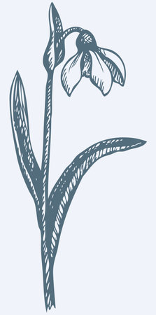 Vector monochrome drawing of a shading ink on paper. First spring flower - Snowdropのイラスト素材