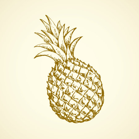 Yummy sappy pinapple comosus fruitful isolated on white backdrop. Freehand outline black ink hand drawn picture logo sketchy in retro art scribble style pen on paper. Closeup view with space for textのイラスト素材