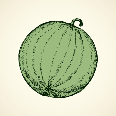 Striped ripe Citrullus lanatus fruitful on white backdrop. Freehand linear black ink hand drawn picture logo sketchy in art retro scribble contour style pen on paper. View closeup with space for textのイラスト素材