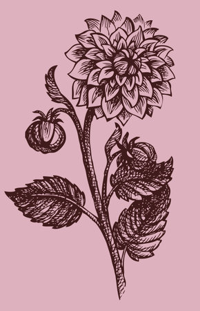Vector drawing monohramny branches dahlias with buds and leavesのイラスト素材