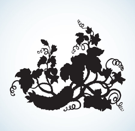 Creeping Cucurbitaceae fruitage, lush foliage, curled shoots. Dark ink hand drawn picture emblem in retro art etching style. Closeup view with space for text on groundのイラスト素材