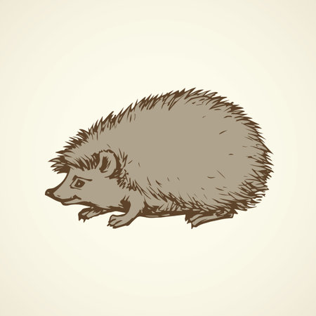 Adorable spiky Erinaceinae stand on white backdrop. Freehand linear dark ink hand drawn picture sketchy in art scribble retro style pen on paper. Closeup side view with space for text on earthのイラスト素材