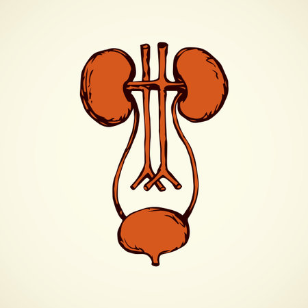 Kidney calyx capsule duct excretion in abdomen isolated on white background. Red ink hand drawn picture sign sketchy in engraving graphic retro style pen on paper. Closeup view and space for textのイラスト素材