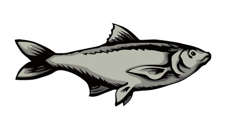 Big Cyprinus carpio pet swim on white paper text space. Outline black ink hand drawn small raw diet bass ruff pictogram emblem design menu in retro art doodle engrave print style. Close up viewのイラスト素材