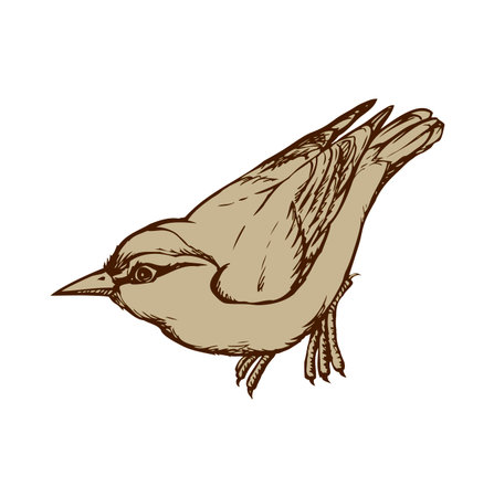 Nuthatch isolated on white background. Freehand outline ink hand drawn image sketchy in art scribble retro style pen on paper. Closeup side view with space for textのイラスト素材
