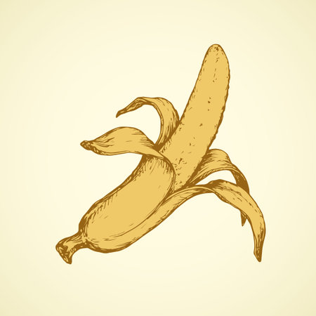 Ripe raw fresh big tasteful juicy banana fruitful isolated on white backdrop. Freehand outline ink hand drawn picture sketchy in retro art scribble style pen on paper. Closeup view with space for textのイラスト素材