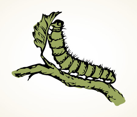 Close up macro view big wild garden green hairy butterfly grub leg on light white paper text space. Outline black ink hand drawn cute grow stick logo pictogram design in art doodle engrave retro styleのイラスト素材