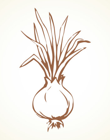 Ripen eco raw fresh common bulb leek fruitful icon isolated on white backdrop. Freehand line red ink hand drawn symbol sign sketchy in art scribble style pen on paper. Closeup with space for textのイラスト素材