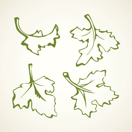 Ripe raw fresh juicy tasty coriandrum on white backdrop. Freehand outline ink hand drawn object emblem pictogram sketch.のイラスト素材