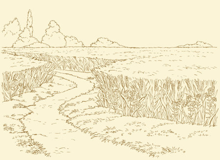 Vector summer landscape. A dirt path through fields of wheatのイラスト素材