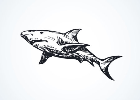 Giant gray Shark isolated on white backdrop. Freehand outline black ink hand drawn.のイラスト素材