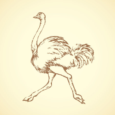 Speed going rhea isolated on white background. Freehand outline ink hand drawn symbol sketchy in art scribble retro style pen on paper. Side view with space for text on sand earthのイラスト素材