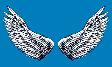 Two outspread large soft wings with long fluffy glide white plume. Vector monochrome freehand black...