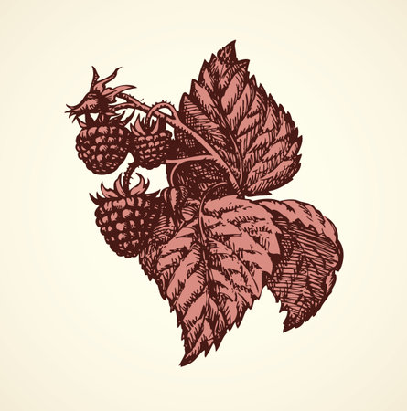 Ripe raw fresh eco Rubus fruitful on bush sprig on white backdrop. Freehand outline ink hand drawn...