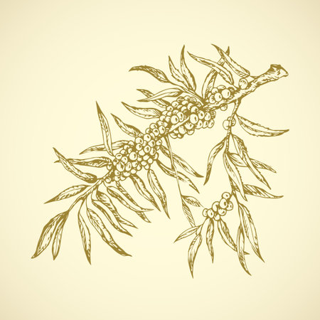 Raw ripe fresh eco sallowthorn shrub. Old sprig isolated on white backdrop. Freehand outline ink hand drawn picture sketchy in retro art doodle style pen on paper. Closeup view with space for textのイラスト素材