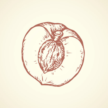 Yummy large sappy cherry plum fruitful isolated on white backdrop. Freehand outline pink ink hand drawn picture sketchy in art retro scrawl style pen on paper. View closeup with space for textのイラスト素材