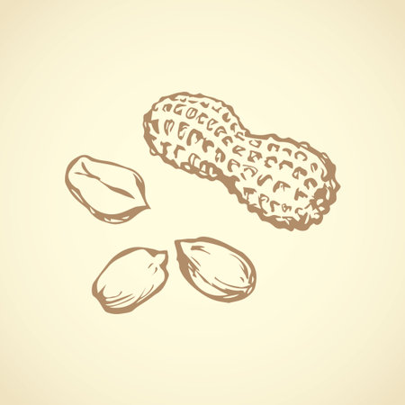 Small ripe raw tasty Arachis hypogaea pod isolated on white backdrop. Freehand outline ink hand drawn picture sign sketchy in art vintage scribble style pen on paper. Closeup view with space for textのイラスト素材