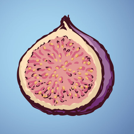 Tasty raw fresh sappy vivid cut Ficus carica fruitful isolated on blue backdrop. Freehand outline ink hand drawn picture sketchy in art doodle style pen on paper. View closeup with space for textのイラスト素材