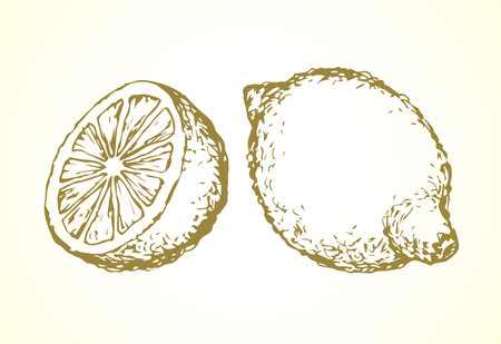 Tasty ripe fresh flavored sappy lime fruitful on light backdrop. Freehand linear black ink hand drawn picture logo sketchy in art retro scribble style pen on paper. View closeup with space for textのイラスト素材